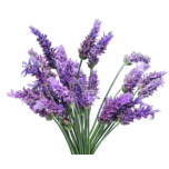 Lavendel (laialehine) eeterlik õli 10ml